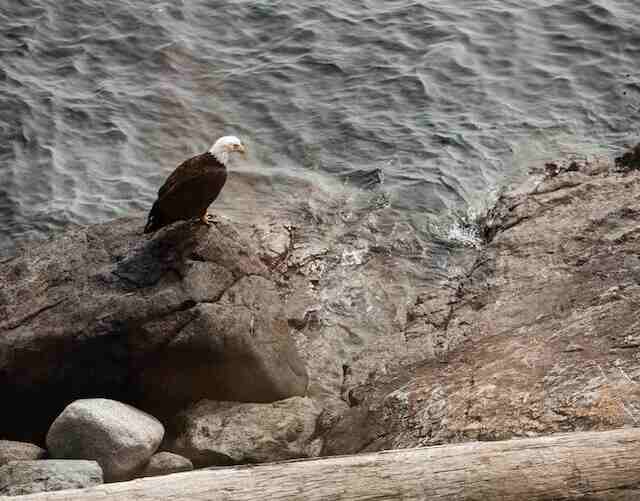 A Bald Eagle perched on a rock near water.