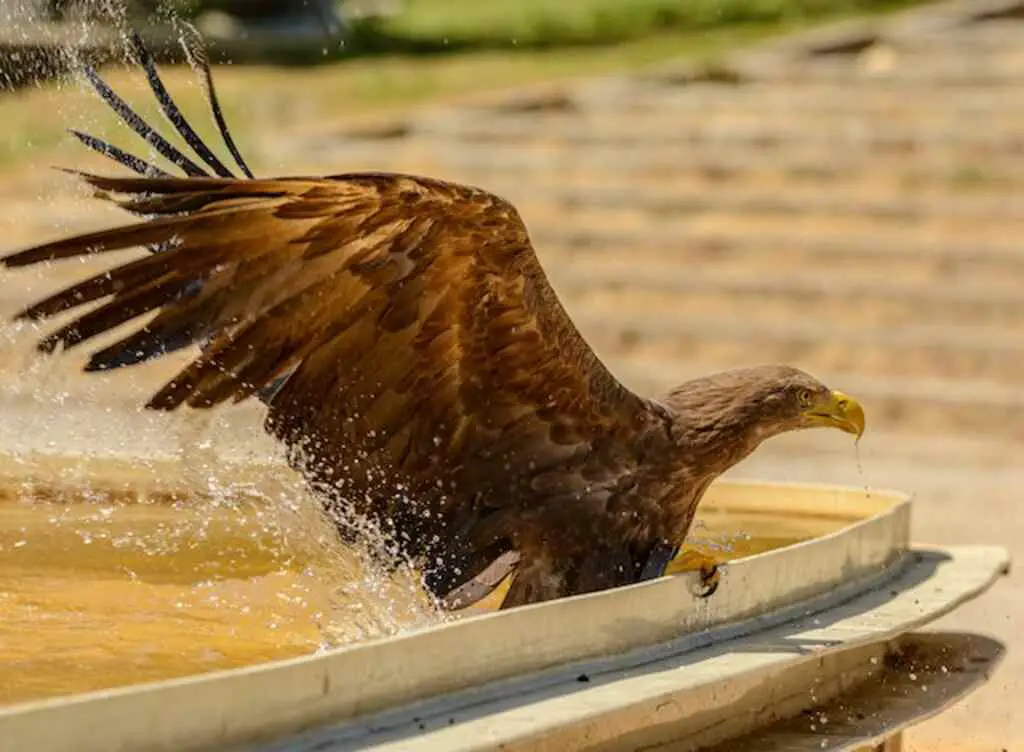 A Golden Eagle bathing and drinking water from a pool.