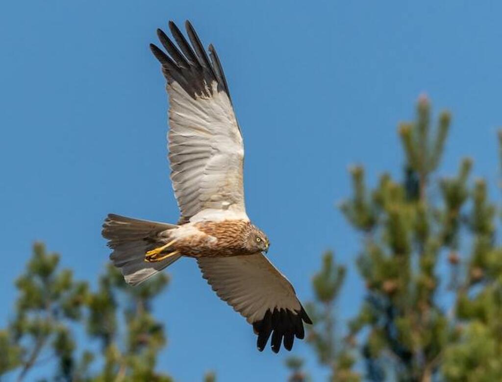 A Harrier soaring through the sky.