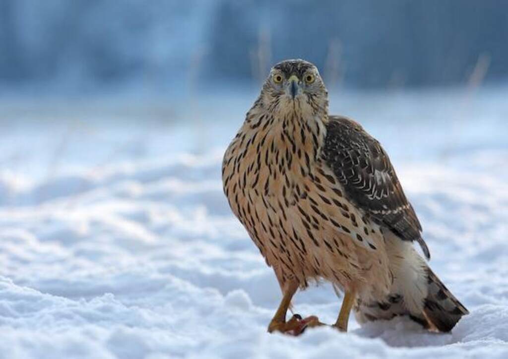A Northern Goshawk foraging in the snow.