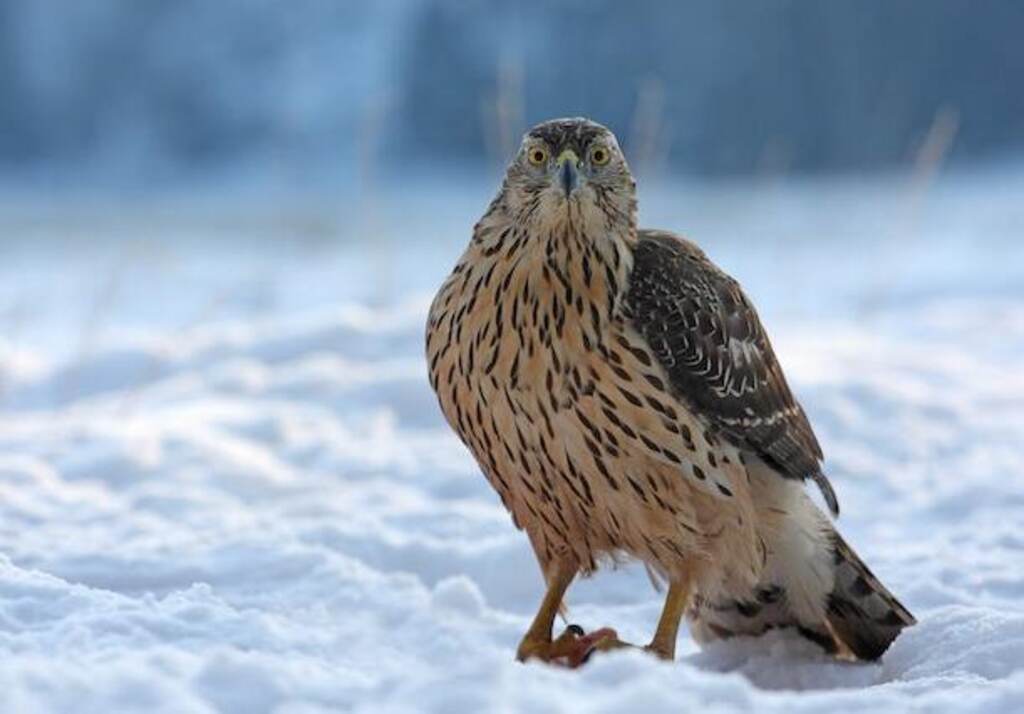 A Northern Goshawk standing in snow.