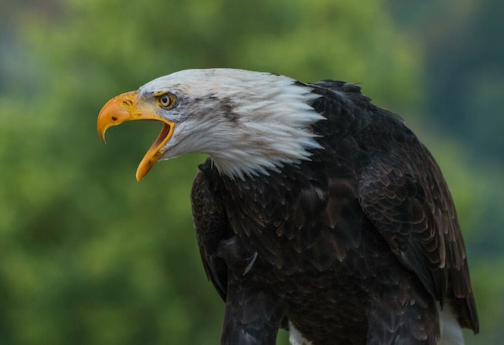 A angry bald eagle screeching.