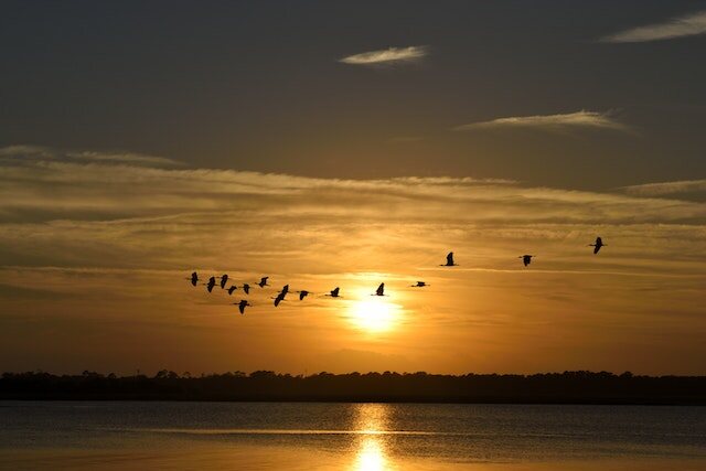 Silhouette Photography of Flock of Flying Geese With Sunset Background
