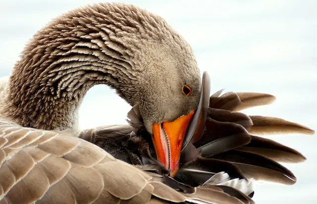 A brown goose preening itself.