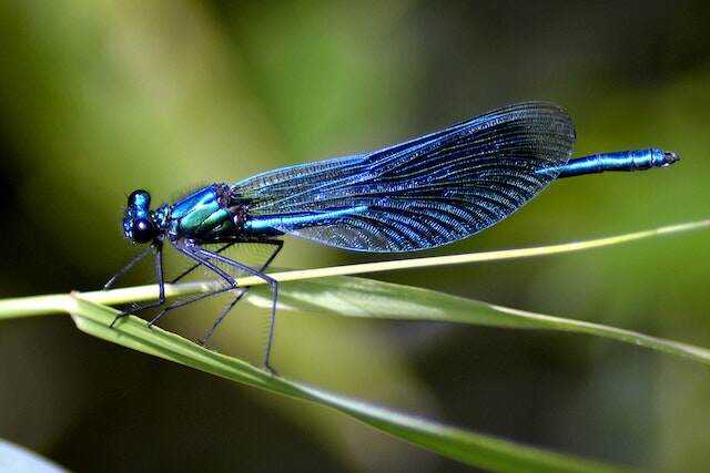A blue dragonfly on a plant.