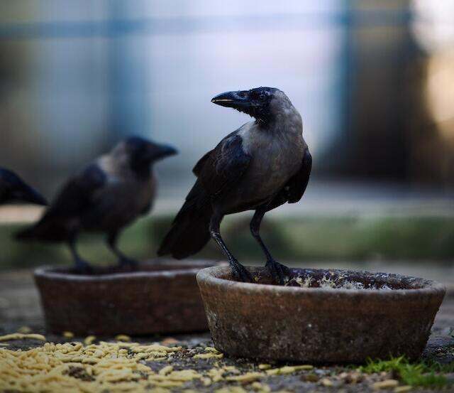 Two crows eating from a bowl.