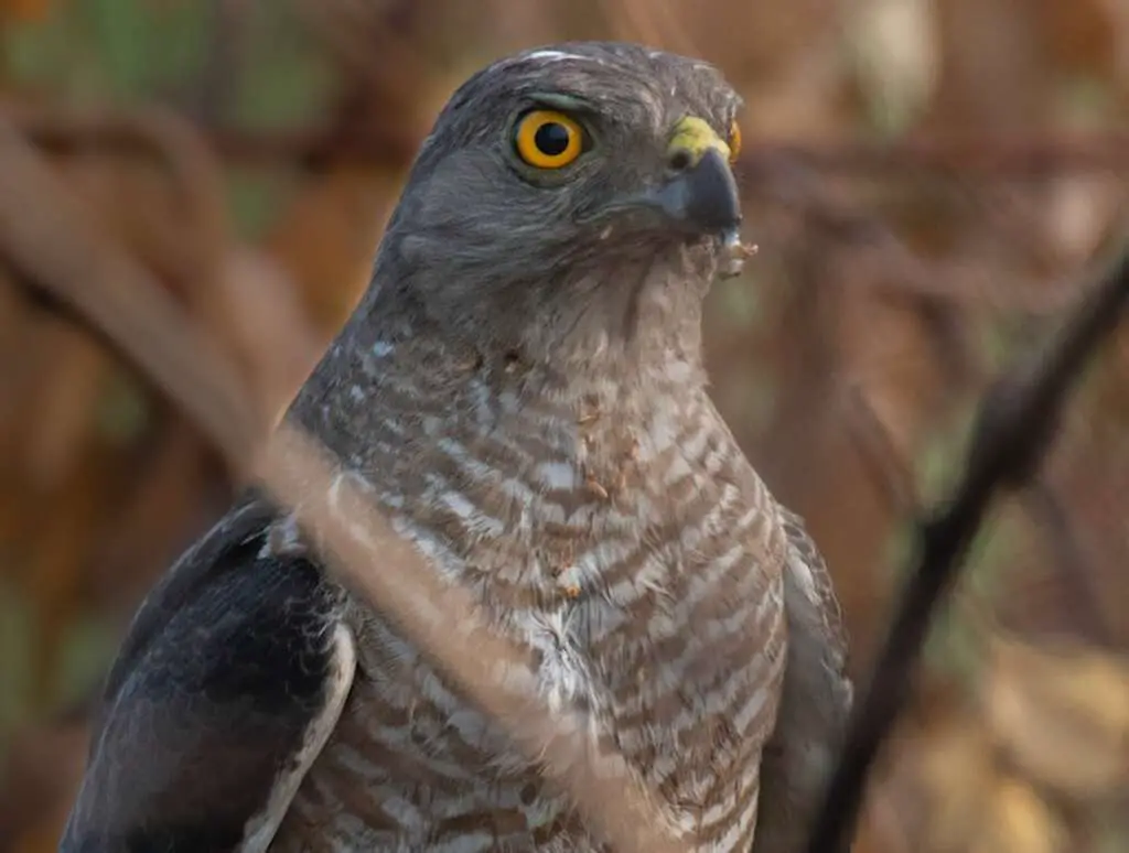 A close-up of an Eurasian Sparrowhawk.