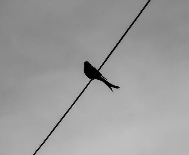 A silhouette of a barn swallow on a power line.