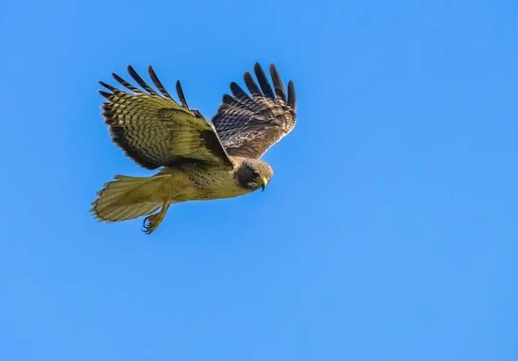 A hawk flying through the sky.