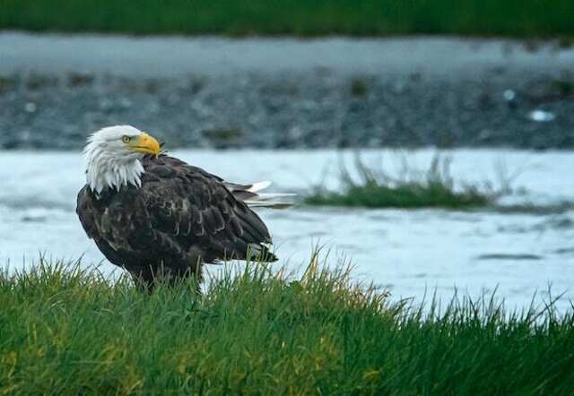 A bald eagle foraging on grass near water.