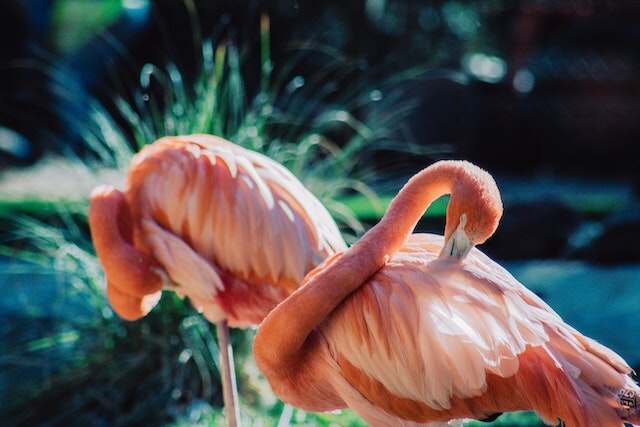 Two pink flamingos preening themselves.