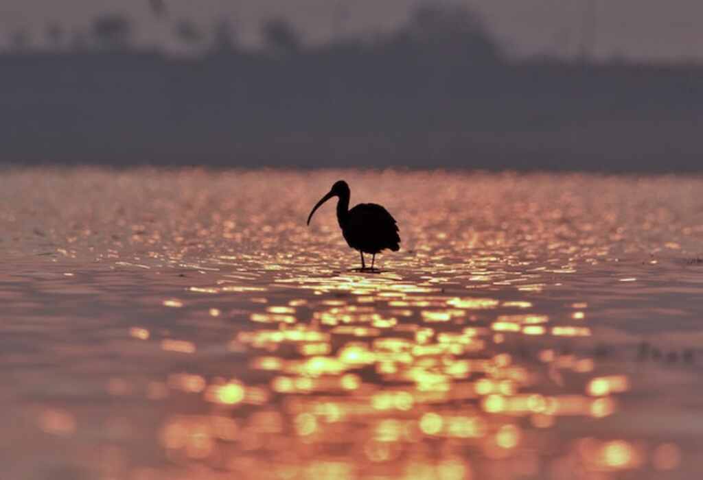 An Ibises silhouette in the water.