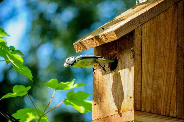 A bird flying out of a bird house.