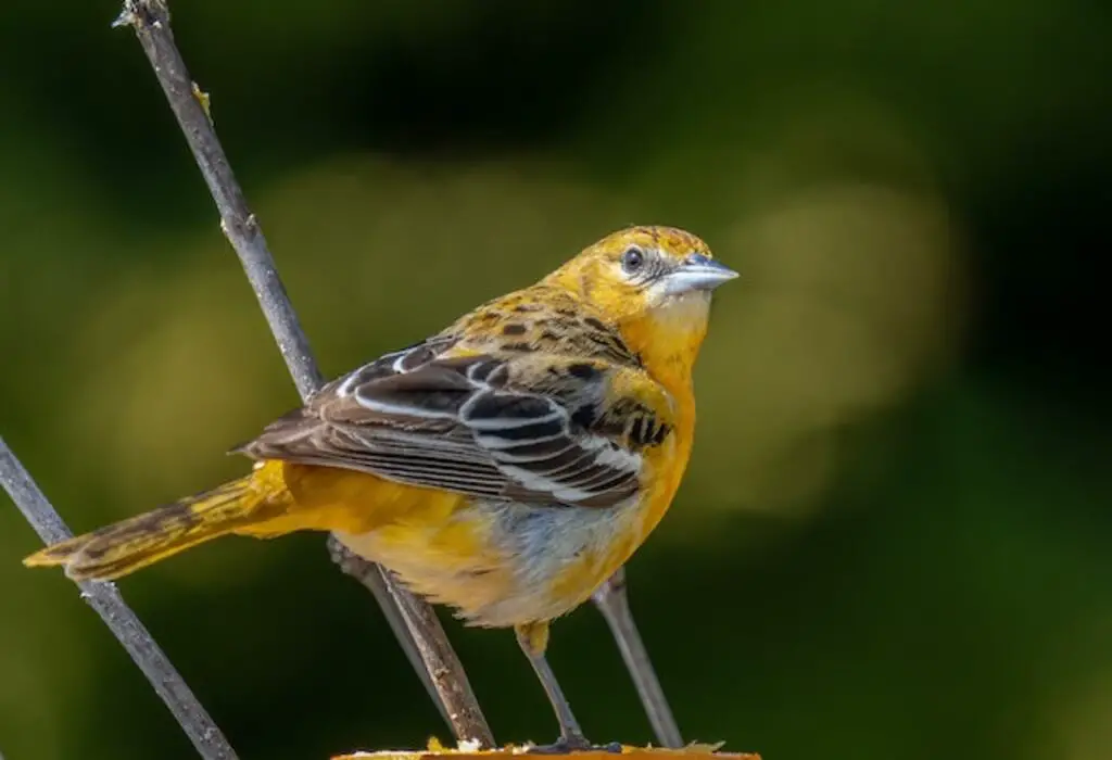 A female Baltimore Oriole perched on a branch.