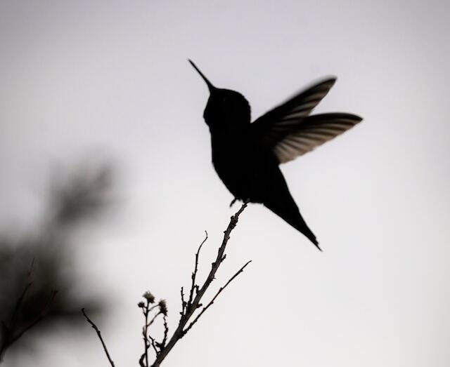 A hummingbirds silhouette.