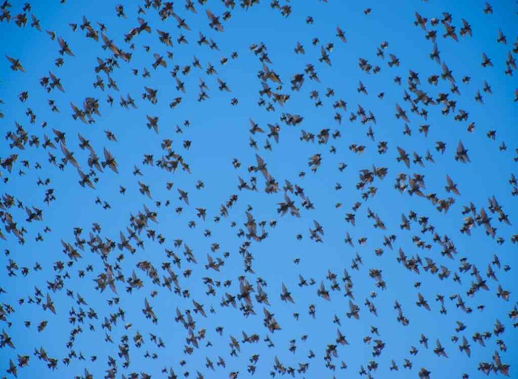 A large flock of birds migrating.
