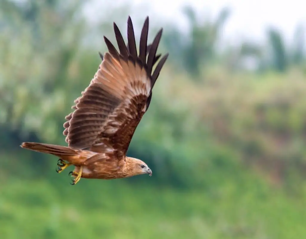A Brown Hawk flying through the air.