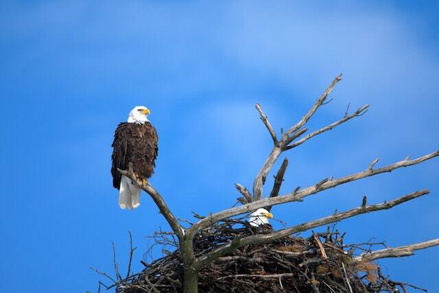 One bald eagle watching guard and the other sitting in its nest.