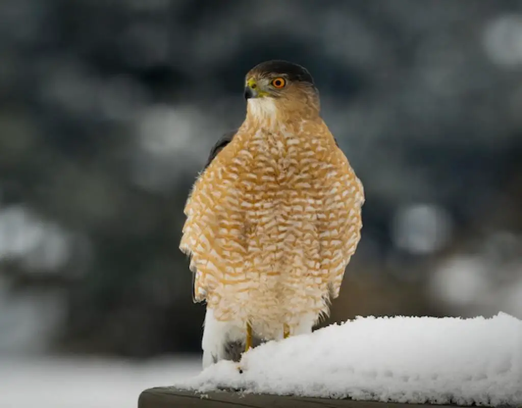 A Cooper's Hawk perched on a ledge with snow.