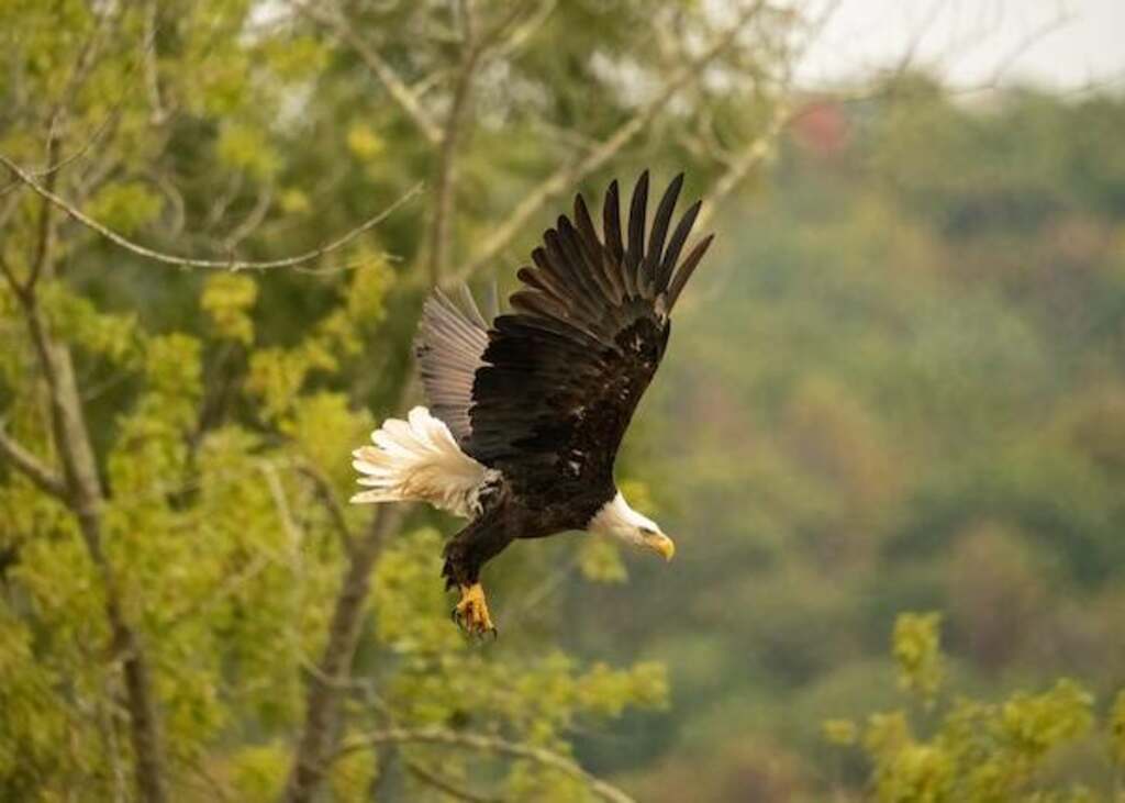 A Bald Eagle in a dive for prey.