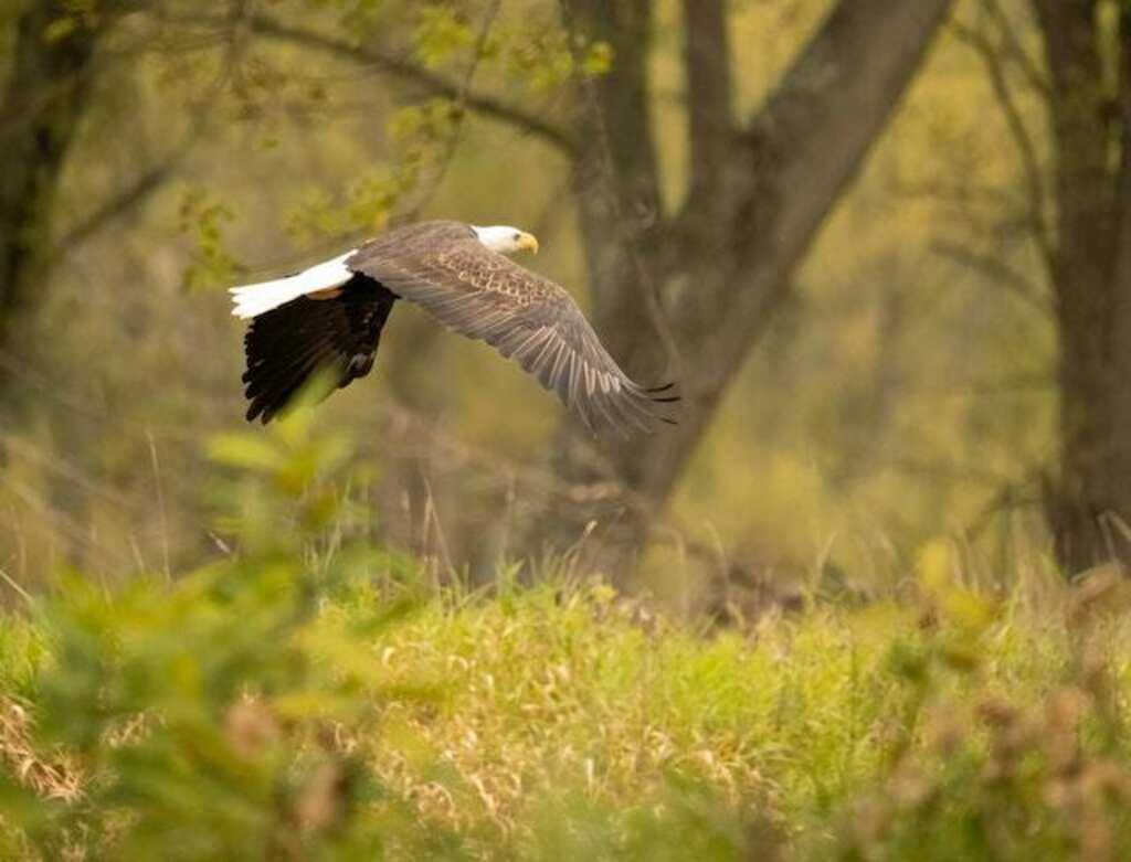 An Eagle flying through a forest.