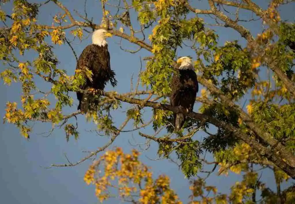 Two eagles perched on a tree branch, communicating with each other.