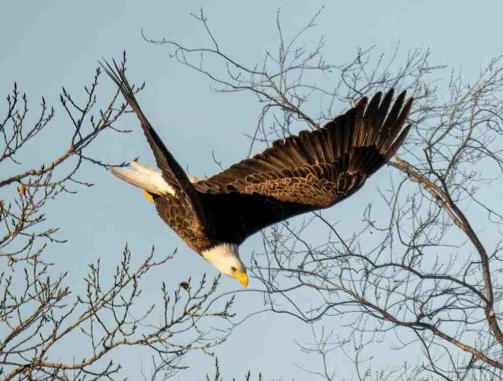 A Bald Eagle diving for an attack.