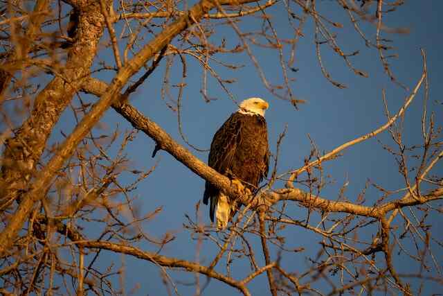 An eagle perched in a tree.