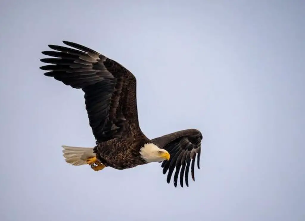 A Bald Eagle soaring in the sky.