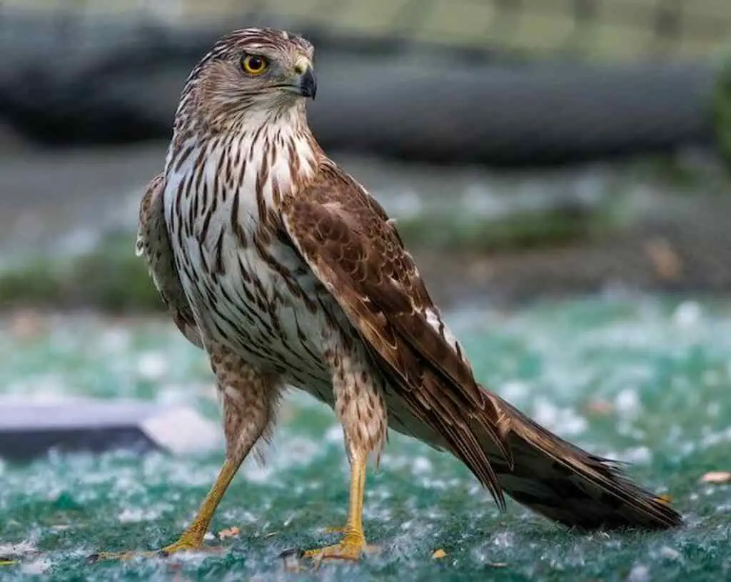 A Cooper's Hawk on the ground.