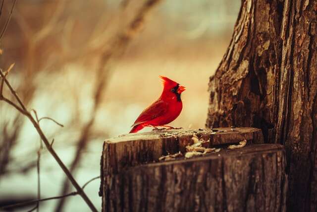 A Northern Cardinal perched on a tree stump.