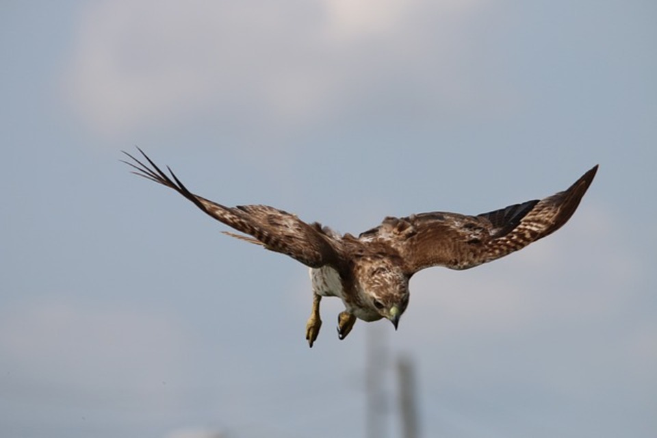 A Red-tailed hawk making a dive.