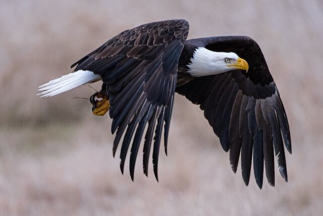 A Bald Eagle flying fast.