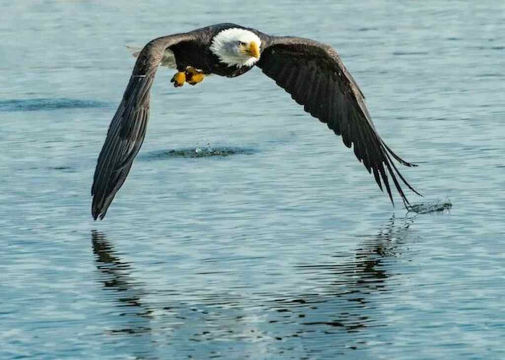 A Bald Eagle flying low over a body of water.