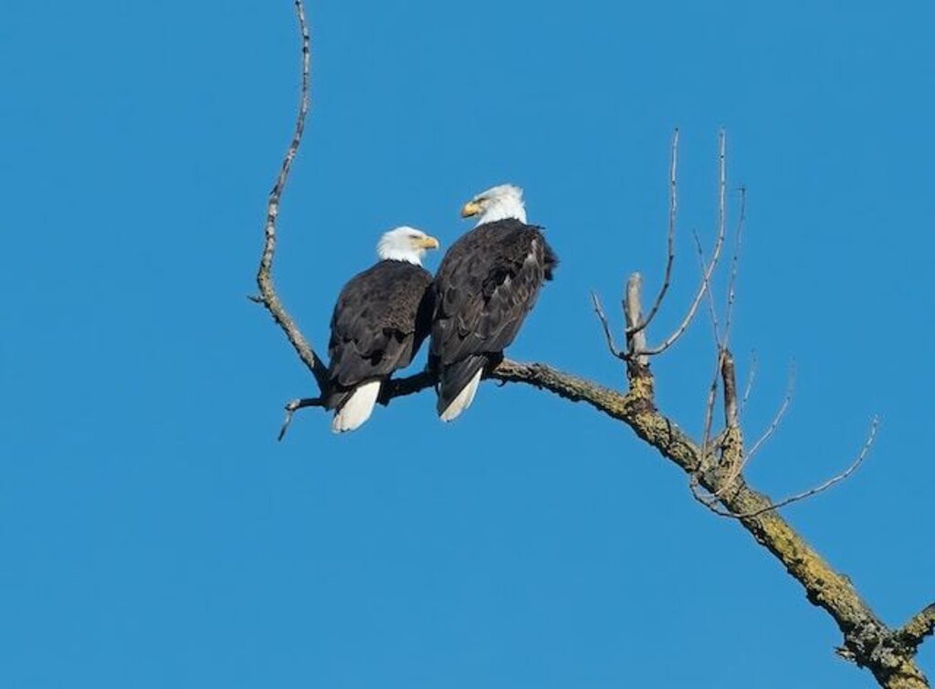 Two eagles perched on a tree branch, falling in love.
