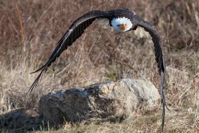 A Bald Eagle flying close to ground.