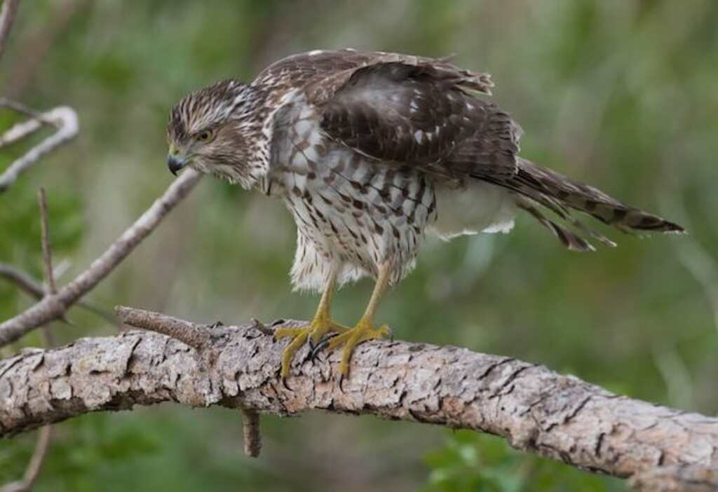 A Hawk perched in a tree, preparing itself for an attack