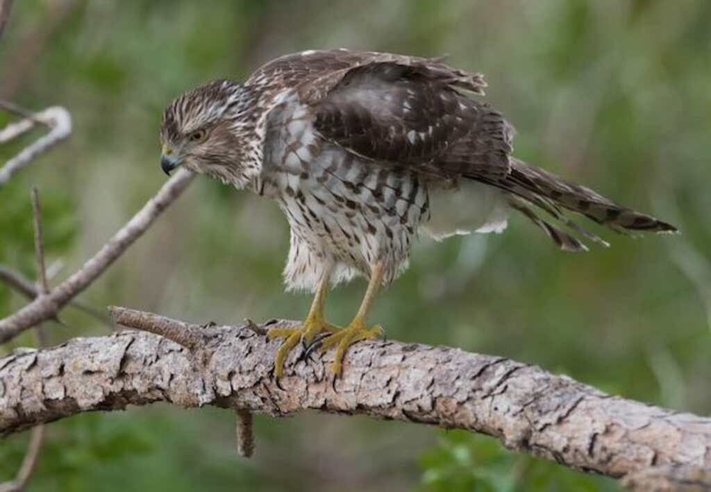 A juvenile Red-shouldered hawk ready to pounce.