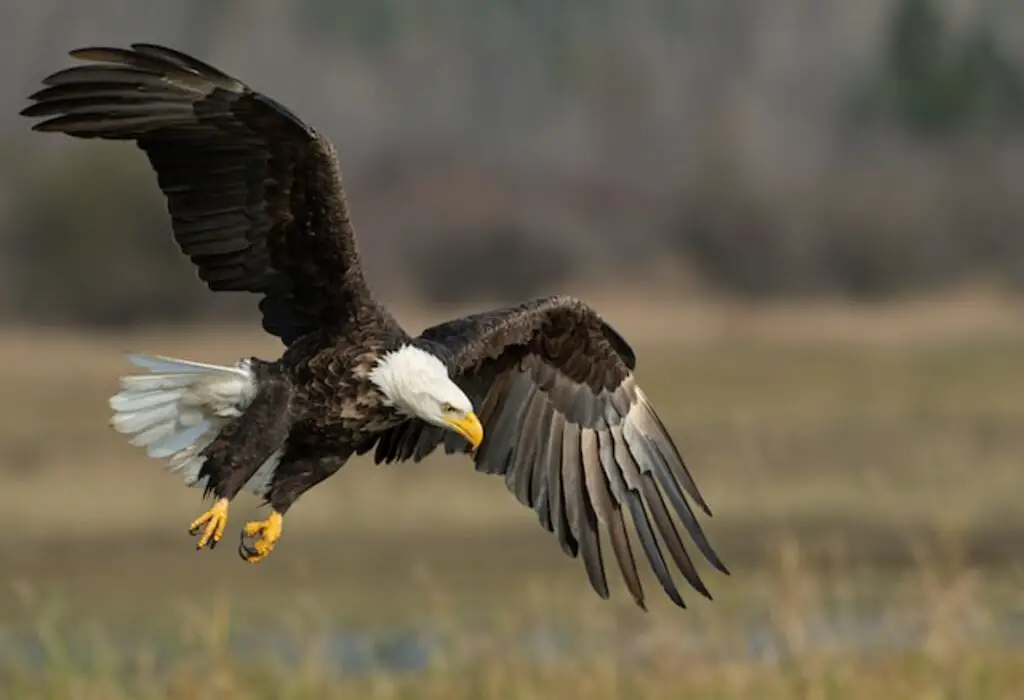 A Bald Eagle flying low across a field.