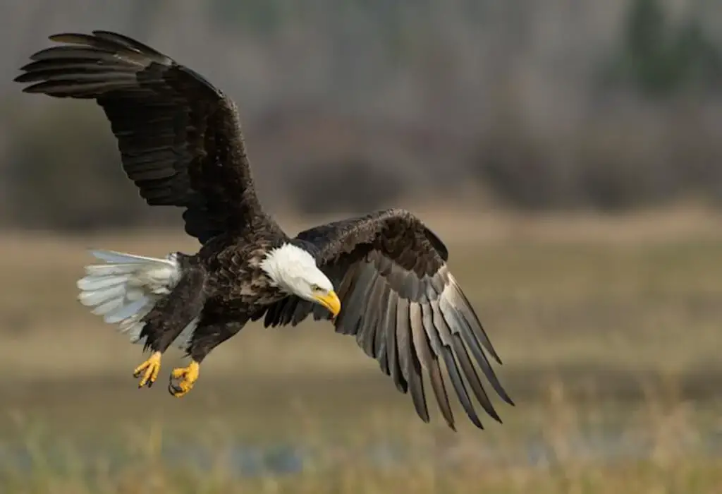 A Bald Eagle flying low across a field.