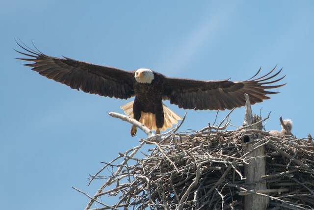 A Bald Eagle flying into its nest.