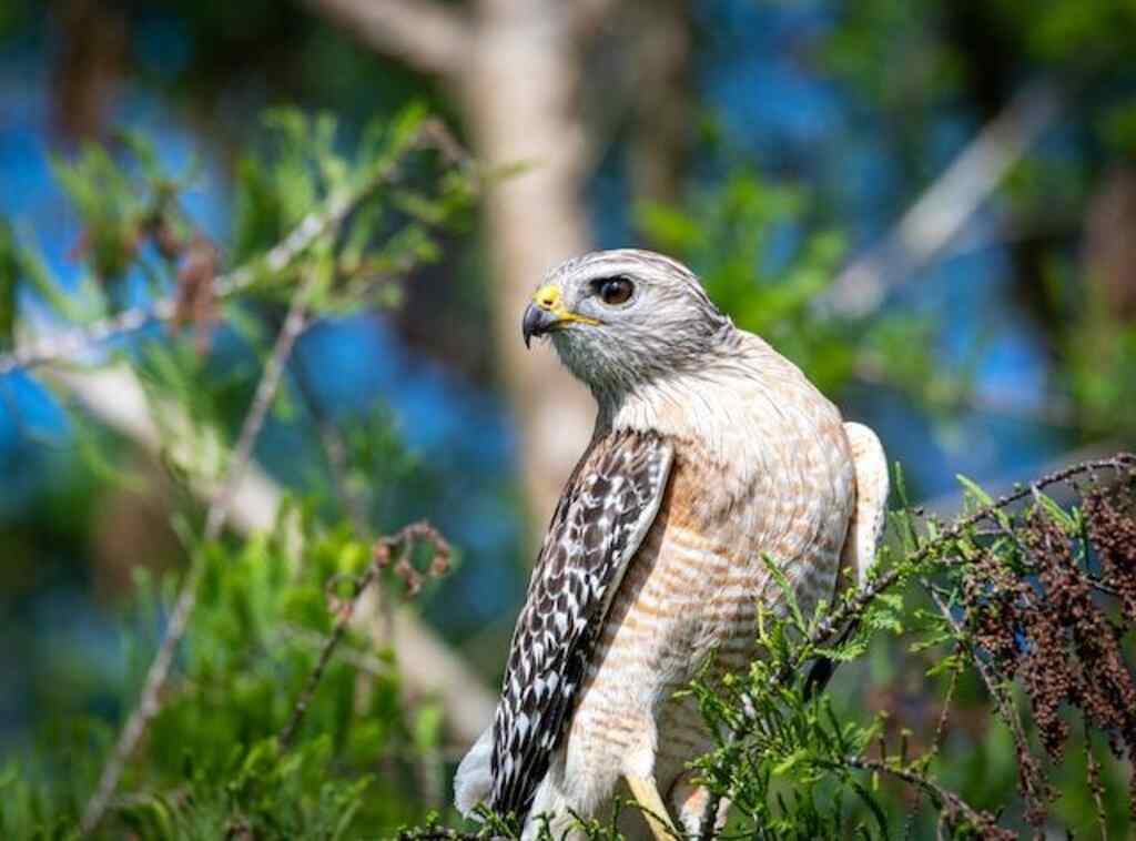 A Red-shouldered hawk perched in a tree.