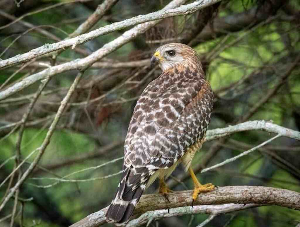 A Red-shouldered hawk perched in a tree.