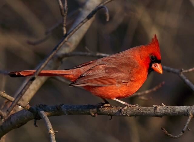 A Northern Cardinal perched in a tree.