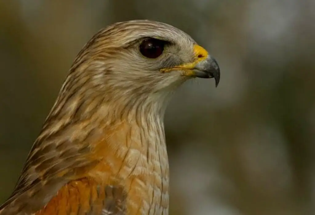 A Red-shouldered hawk head shot.