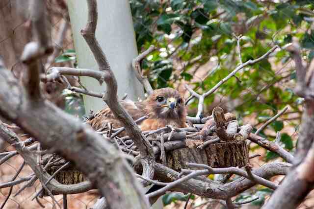 A Hawk incubating her eggs.