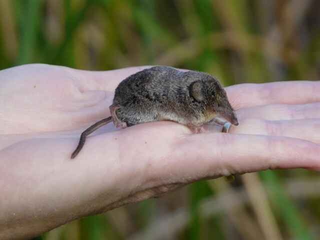 A person holding a shrew in their hand.
