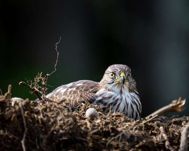 A hawk sitting on her eggs.