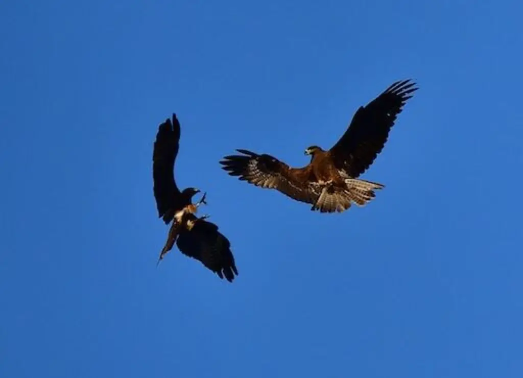 Two Golden Eagles aerial fighting.