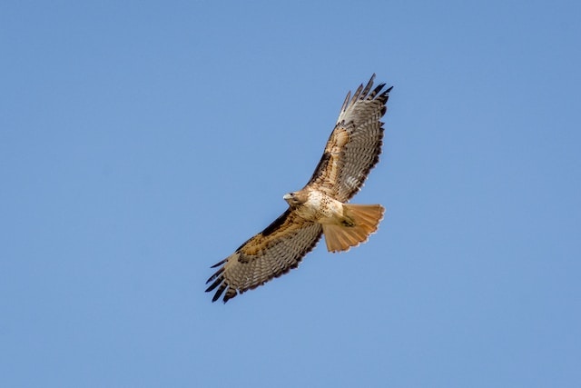 A Red-tailed Hawk soaring through the sky.